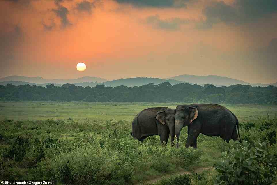 Die Abercrombie & Kent-Tour beinhaltet den Tempel des Heiligen Zahns in Kandy sowie Pirschfahrten auf der Suche nach Sri Lankas Elefanten und Leoparden