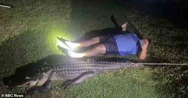 Der Alligator war zehn Fuß lang und wog 500 Pfund.  „Ich habe ein paar Mal mit den Pfeilen mit einer Schnur auf ihn geschossen“, sagte Ollerenshaw, der plant, den 40-Pfund-Kopf des Alligators als Trophäe zu behalten, gegenüber NBC2