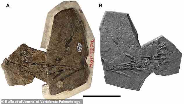 Forscher haben Fossilien von Coelurosauravus elivensis zusammengesetzt, einer ausgestorbenen Reptilienart, deren Name „Großvater der hohlen Eidechse“ bedeutet.  Abgebildet ist ein C. elivensis-Fossil (A) mit einer Silikonformkopie (B)