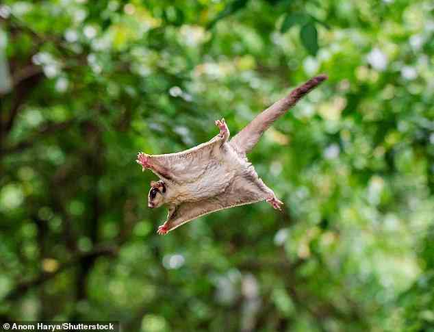Das Patagium ist die häutige Klappe, die die Vorder- und Hinterbeine überspannt und auch bei lebenden Tieren wie fliegenden Eichhörnchen, Zuckergleitern (im Bild) und Colugos zu finden ist