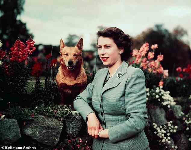 Während ihrer jahrzehntelangen Regierungszeit war eine Konstante im Leben der Königin immer ihre unerschütterliche Liebe zu ihren Corgis (abgebildet mit einem ihrer Corgis in Balmoral im Jahr 1952).