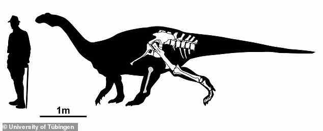 Das Tübingosaurus-Skelett besteht hauptsächlich aus dem Hinterteil des Körpers (Darstellung der Knochen mit einer Silhouette).  Die Zuordnung des grau markierten Knochens (Fibula) ist ungewiss.