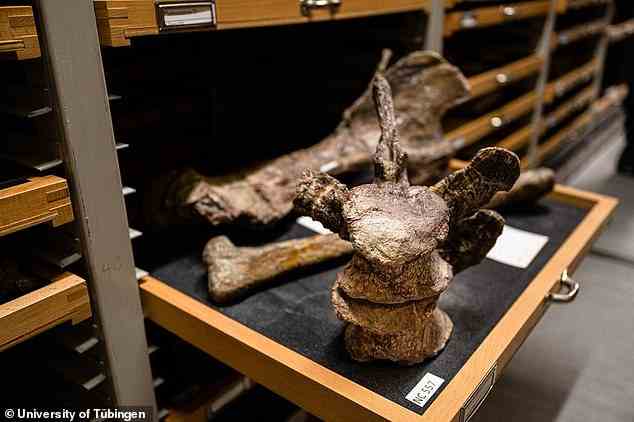 Zwei Wirbel und andere Knochen von Tuebingosaurus maierfritzorum