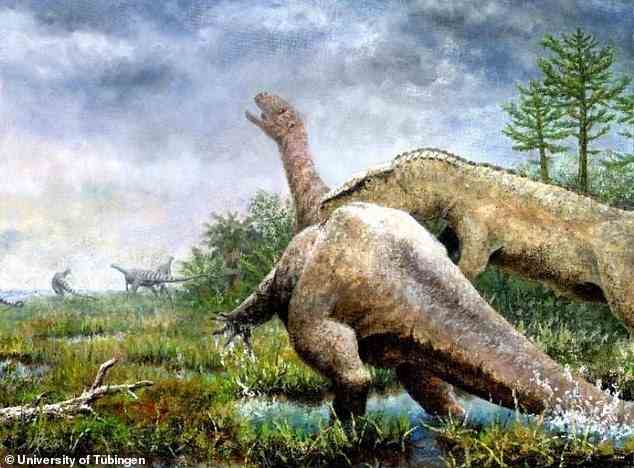 Rekonstruktion, wie es zum Tod von Tuebingosaurus maierfritzorum gekommen sein könnte.  Auch Knochen des Raubsauriers Teratosaurus wurden in Trossingen gefunden.  Es wurde jedoch nur nachgewiesen, dass Tuebingosaurus auf die rechte Seite gefallen ist.  Die Verwitterung deutet darauf hin, dass die Knochen auf der linken Körperseite wahrscheinlich mehrere Jahre an der Oberfläche lagen.
