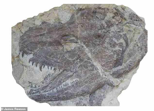 Fossil einer Whatcheeria, einer ausgestorbenen Gattung früher Tetrapoden aus dem frühen Karbon von Iowa