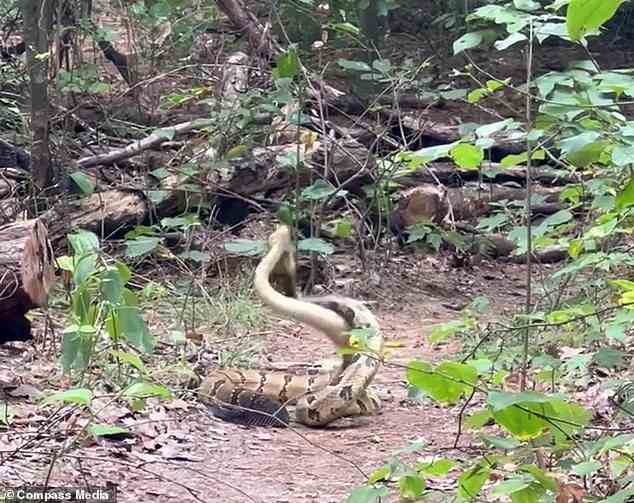 Nick Engler wanderte auf dem Grubb Ridge Trail in der Nähe von Bloomington, Indiana, als er Videos von den Schlangen aufnahm, die sich in einem kämpferischen Tanz hin und her bewegten, während ihre Köpfe einige Fuß über dem Boden erhoben wurden