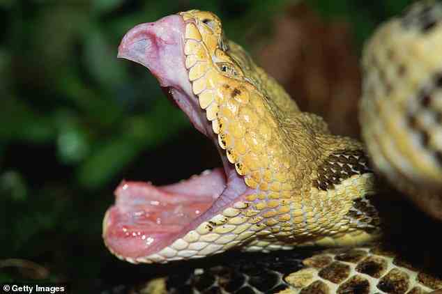 Nach Angaben des Indiana Department of Natural Resources beheimatet der Bundesstaat 32 einheimische Schlangenarten – von denen nur vier giftig sind – einschließlich der Holzklapperschlange