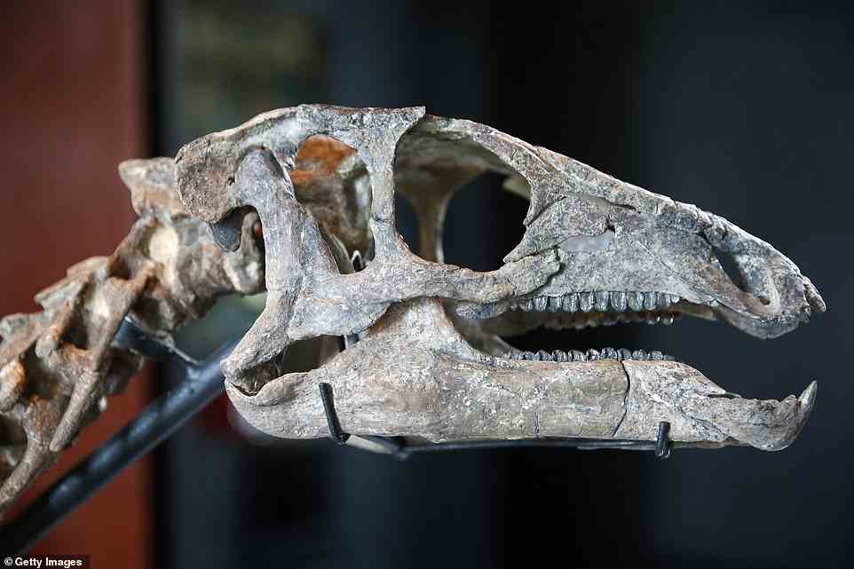 Dinosaurierknochen haben sich in den letzten Jahrzehnten von Forschungswerkzeugen zu wertvollen Kunstwerken entwickelt, und was einst von Museen zu einem vernünftigen Preis gekauft wurde, wird jetzt an den Meistbietenden versteigert – und das können Millionen von Dollar sein.  Paläontologen hoffen, dass jeder Käufer dieses Skeletts es einem Museum spendet