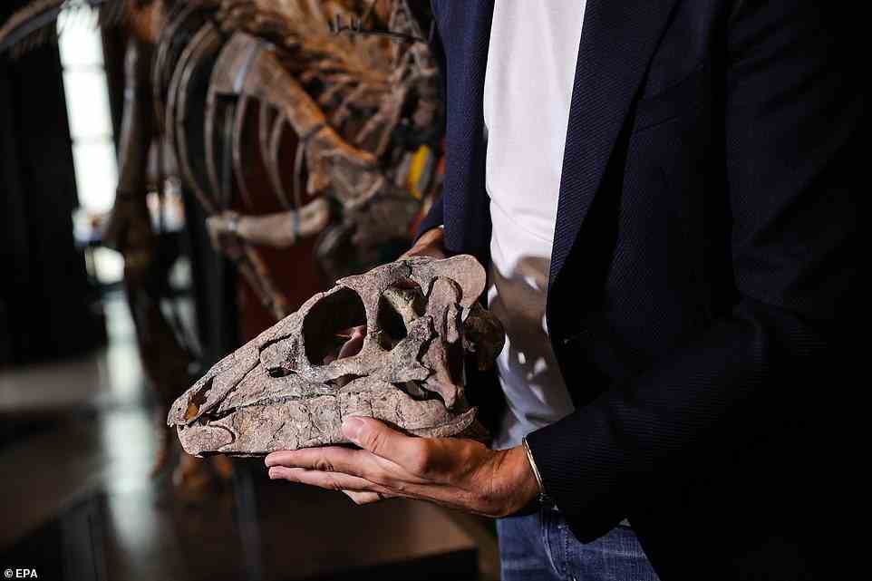 Das von italienischen Paläontologen teilweise restaurierte Skelett des Dinosauriers wurde 2019 in Moffat County, Colorado, beim Straßenbau auf Privatgrundstücken entdeckt – und über seine Reise vom Boden bis zum Pariser Auktionshaus ist nicht viel bekannt