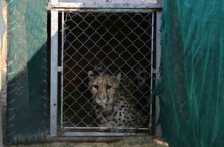 Ein Gepard liegt in einem Transportkäfig des Cheetah Conservation Fund (CCF) in Namibia.