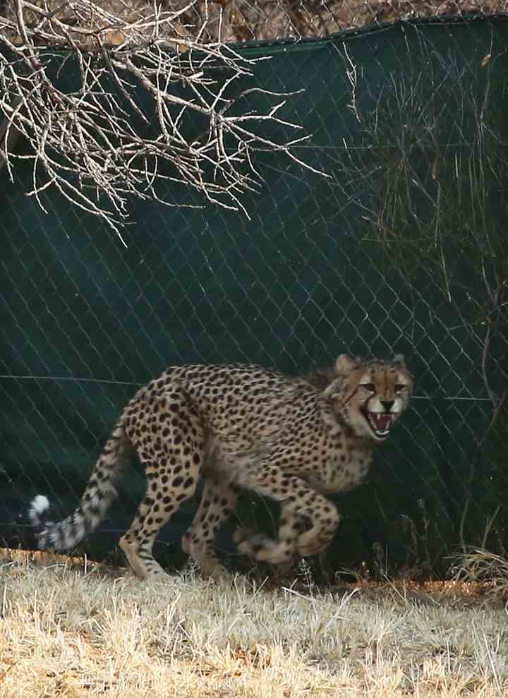 Der Cheetah Conservation Fund (CCF) wird diese Woche nach Indien reisen, um dem Kuno-Nationalpark acht Geparden zu schenken.