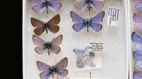 Der blaue Xerces-Schmetterling ist ausgestorben und nur noch in Museumssammlungen zu sehen.
