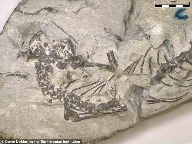 Fossiles Skelett des neuen eidechsenartigen Reptils Opisthiamimus gregori.  Das Fossil wurde in der Morrison-Formation des Bighorn-Beckens im nördlichen zentralen Wyoming entdeckt und stammt aus der späten Jurazeit vor etwa 150 Millionen Jahren