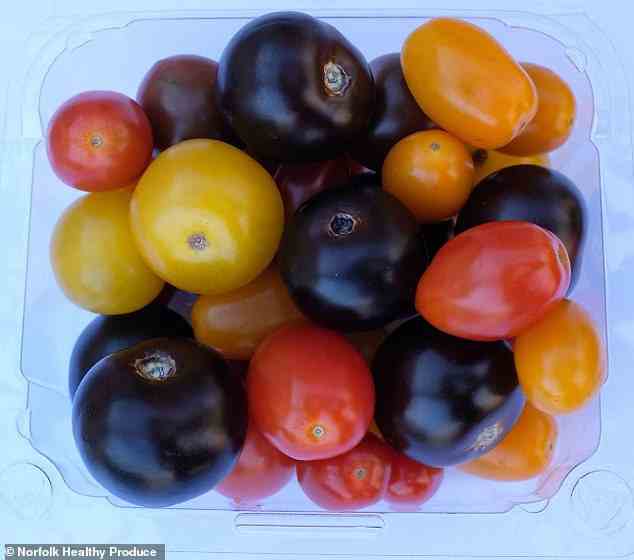 Die violetten Tomaten sind mit Genen aus Löwenmäulchen-Blüten ausgestattet, die der Frucht nicht nur die violette Farbe verleihen, sondern sie auch mit mehr Antioxidantien füllen
