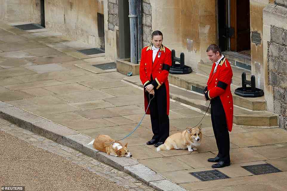 The royal corgis await the cortege of their owner on the day of the state funeral and burial of Britain's Queen Elizabeth