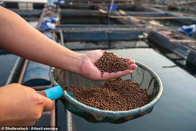 Die Ergebnisse, die heute in Nature Food veröffentlicht wurden, zeigten, dass 17 Millionen Tonnen Fisch – etwa 11 Prozent des derzeitigen Angebots – von der Tierfütterung zur menschlichen Verwendung umgeleitet werden könnten (Archivbild).