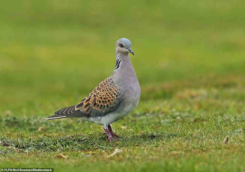 At risk: A report by the British Trust for Ornithology saw more species placed onto its red list than ever before. It now includes 67 species ¿ 15 more than in the last report, which came out just six years earlier ¿ with the turtle dove (pictured) among them