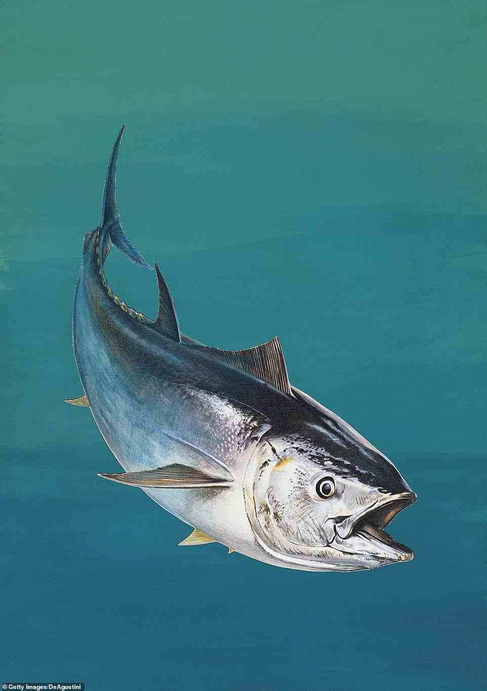 Sixty eight species are on the International Union for the Conservation of Nature's red list. These include the Atlantic halibut, European eel and Atlantic bluefin tuna (pictured)