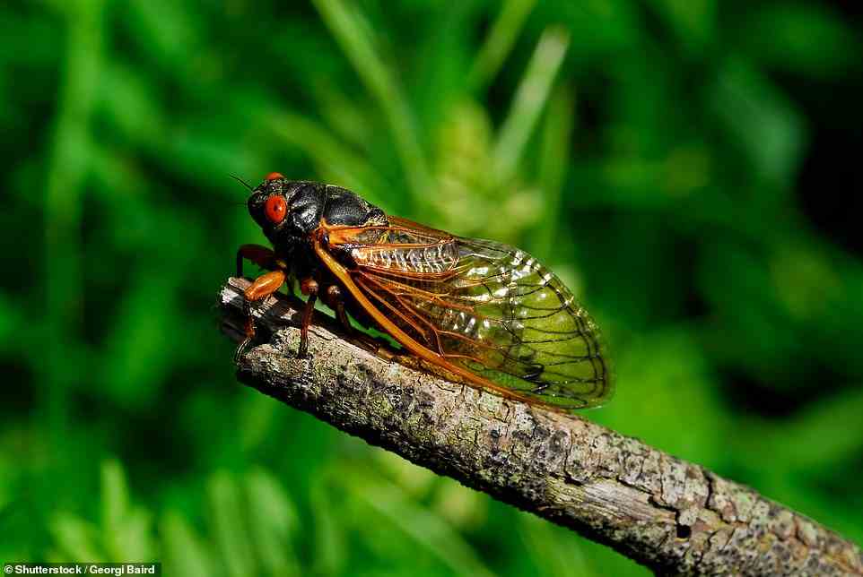 At total of 405 invertebrate species (12 per cent of the overall number) are currently at risk of extinction in the UK. Among them are cicada (pictured), which are common throughout Europe but struggling here ¿ with no recorded sightings of the bug in more than 20 years