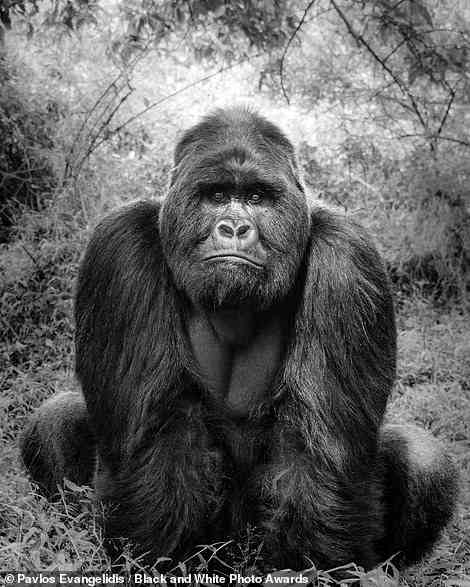 Der Mgahinga-Gorilla-Nationalpark im Südwesten Ugandas war die Kulisse für dieses fesselnde Bild eines Silberrücken-Berggorillas namens Mark.  Der Fotograf Pavlos Evangelidis teilte das Bild auf Instagram und sagte, dass Mark, der „etwa 225 kg (496 lbs) wiegt“, sich um die anderen Mitglieder seiner Nyakagezi-Gorillafamilie im Nationalpark kümmert.  „Schaut ihn an und sagt mir, dass euch nicht kalt wird, wenn er euch direkt in die Seele starrt“, schreibt er.  Das Bild ist Finalist im Wettbewerb