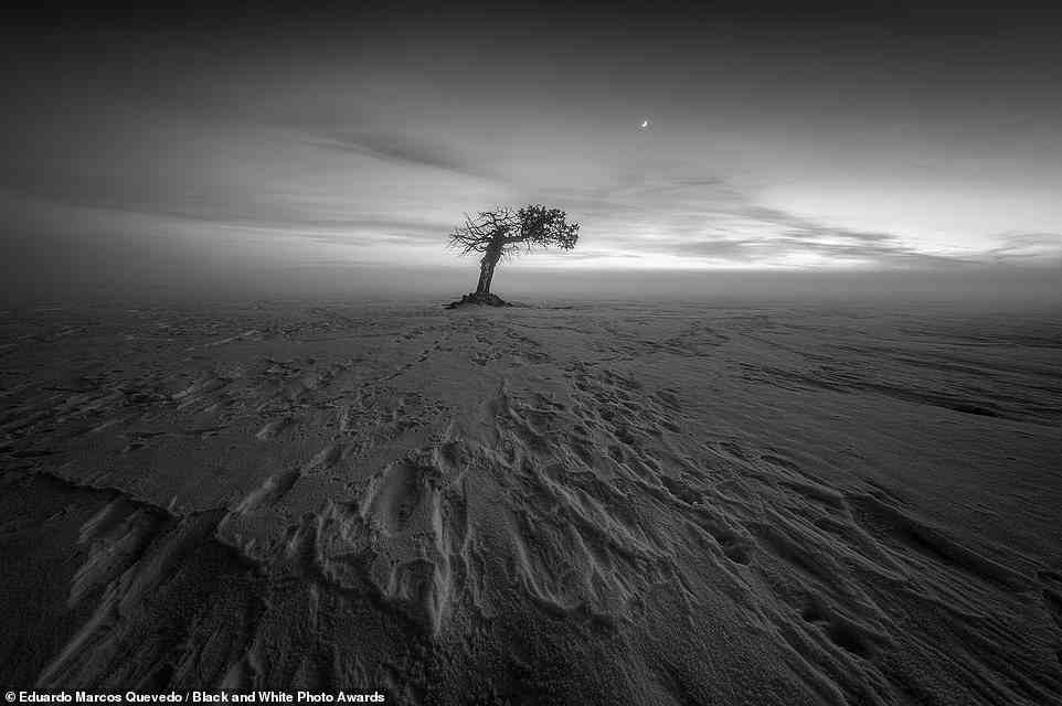 Dieses eindringliche Bild eines einsamen Baums, das bei den Awards als Finalist ausgezeichnet wurde, ist das Werk des Fotografen Eduardo Marcos Quevedo