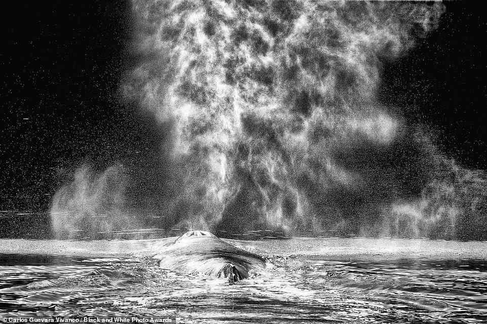 Der Fotograf Carlos Guevara Vivanco hat dieses außergewöhnliche Bild eines schnaufenden und schnaufenden Buckelwals in der Magellanstraße, einem Seeweg im Süden Chiles, aufgenommen.  Der Fotograf, der das Bild von einem kleinen Schlauchboot aus aufgenommen hat, erzählt seinen Instagram-Followern, dass es „wirklich erstaunlich war, die Zerbrechlichkeit unseres Bootes vor diesen Giganten des Meeres zu spüren“.