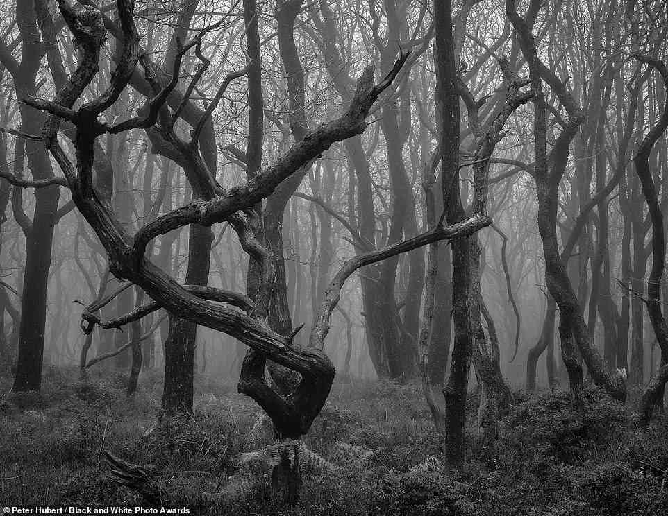 Fotograf Peter Hubert stand für dieses Bild einer dunklen und stimmungsvollen Waldszene hinter der Linse – ein Finalist im Wettbewerb