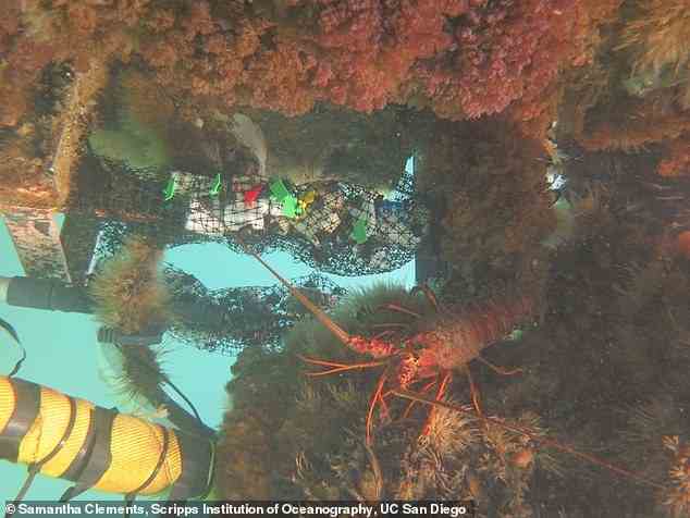 Die Forscher untersuchten Polyurethanschäume, die am Pier der Scripps Institution of Oceanography untergetaucht waren