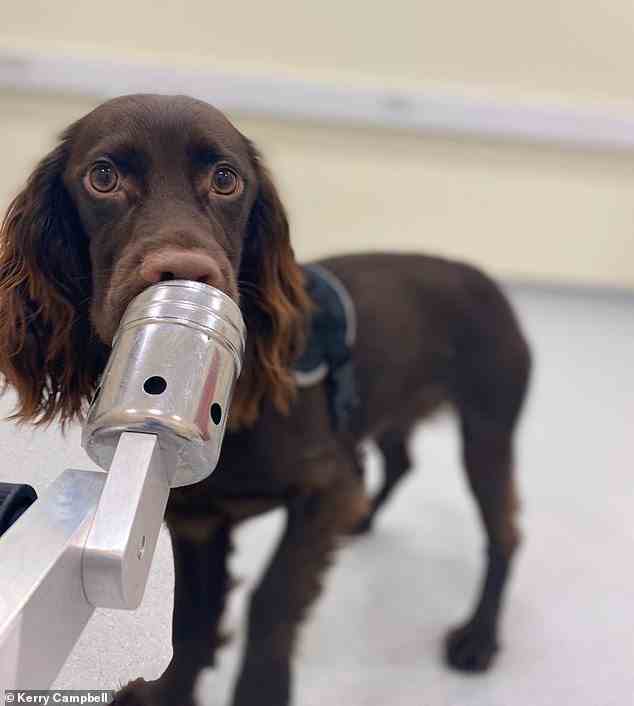 Wissenschaftler der Queen's University Belfast ließen vier Hunde – Treo, Fingal, Soot und Winnie – an Proben der Körperflüssigkeiten schnüffeln, die gestressten und entspannten Menschen entnommen wurden