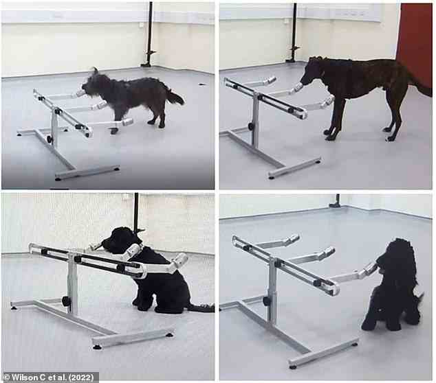 Jeder der vier Hunde zeigte sein Wachverhalten, um seine Probenwahl während des Experiments anzuzeigen.  Oben links: Soot (standstare), oben rechts: Fingal (stand-stare), unten links: Winnie (nose-on sit), unten rechts: Treo (nase-on sit)