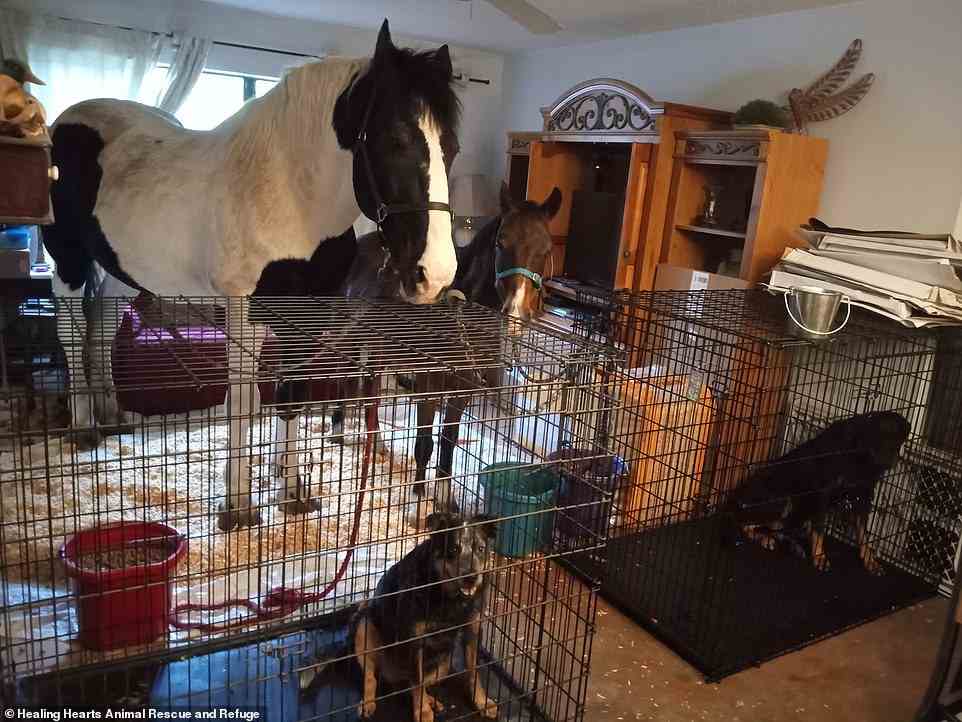 A horse and a foal as well as dogs are kept in a living room of a house north of Tampa as owners took drastic measures to ensure their animals stayed safe