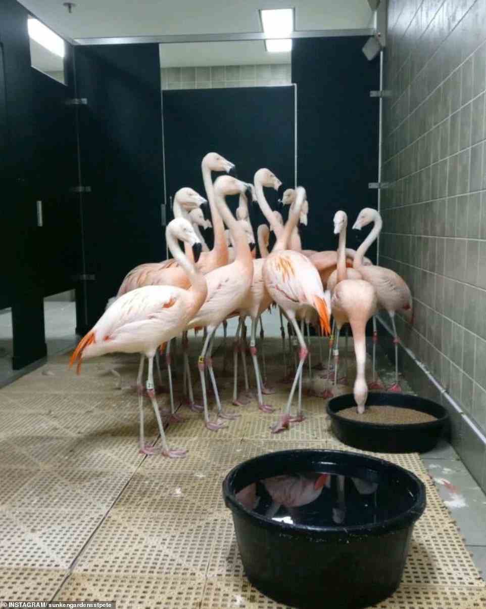 Flamingos were evacuated to the bathroom at Sunken Gardens, St Pete, in Florida, on Wednesday after Hurricane Ian made landfall