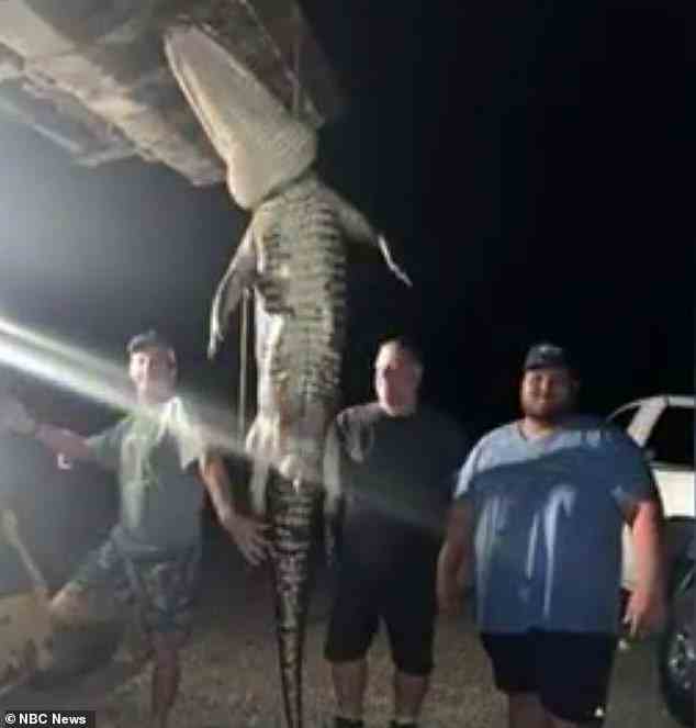 Ein riesiger Alligator wurde getötet, nachdem er jahrelang eine Familie in Florida gequält hatte – dank der Bemühungen eines Freundes, der einen speziellen Jagdschein erworben hatte, um das Leben des riesigen Alligators mit einem Pfeil zu beenden.  Oben: Craig Masse, links, und seine Freunde Ron Ollerenshaw und Chop