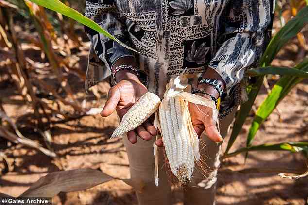 Doris Muia, 45, vergleicht am 2. März 2021 in Machakos, Kenia, einen Maiskolben des recycelten Maissaatguts mit den größeren Kolben der hybriden, klimaresistenten Maissaatguternte. Der Klimawandel hat erhebliche Auswirkungen auf afrikanische Kleinbauern in Afrika die Form von unregelmäßigen Regenfällen und Dürre.