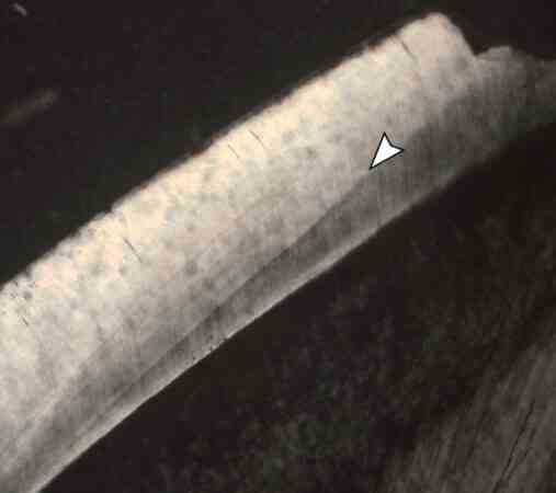 Nahaufnahme der Schmelzschicht in einem P.-Bathmodon-Zahn mit einem Pfeil, der auf eine dunkle Linie zeigt, die auf eine Zinkanreicherung hinweist