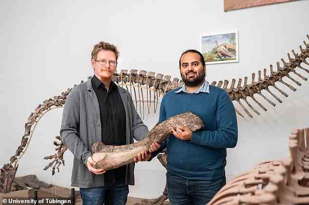Ingmar Werneburg (links) und Omar Rafael Regalado Fernandez (rechts) halten einen Oberschenkelknochen von Tuebingosaurus maierfritzorum, der neu entdeckten Dinosaurierart