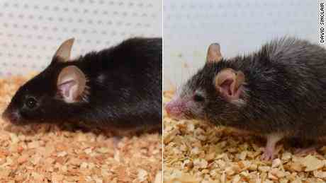 Der 'Benjamin-Knopf'  Wirkung: Wissenschaftler können das Altern bei Mäusen rückgängig machen.  Das Ziel ist es, dasselbe für den Menschen zu tun
