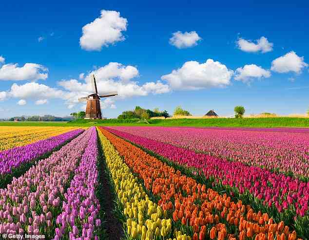 Farbige Wellen: Auf der siebentägigen Flusskreuzfahrt von The Mail on Sunday im nächsten Frühling besuchen Sie einige der spektakulärsten Blumenfelder Hollands