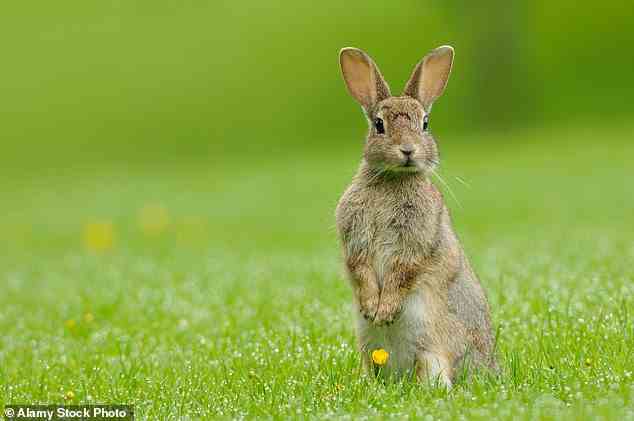 Kaninchen werden von einem Virus getötet, das für 70 Prozent der Infizierten tödlich ist (Fil-Foto)