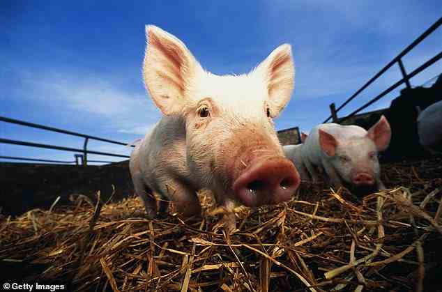 Ein Messebesucher in Michigan wurde positiv auf die Schweinegrippe getestet, nachdem er mit einem kranken Schwein in Kontakt gekommen war.  Sie sind der sechste bestätigte Fall in diesem Jahr.  (Bild einer Bildagentur)