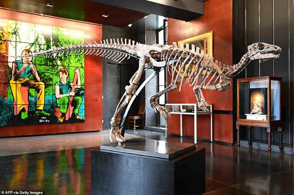 Das Skelett eines kleinen Dinosauriers, der vor 150 Millionen Jahren lebte, soll nächsten Monat im Auktionshaus Drouot in Paris für etwa 500.000 Dollar verkauft werden