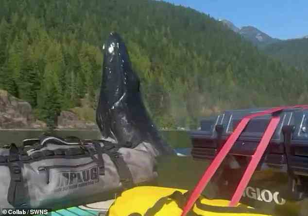 Ein Standbild aus unglaublichem Filmmaterial zeigt den Moment, in dem ein Buckelwal nur wenige Meter von einem Vater und seinem Sohn entfernt, die mit ihrem Hund in British Columbia Kajak fahren, eine Reihe atemberaubender Verletzungen vollführt
