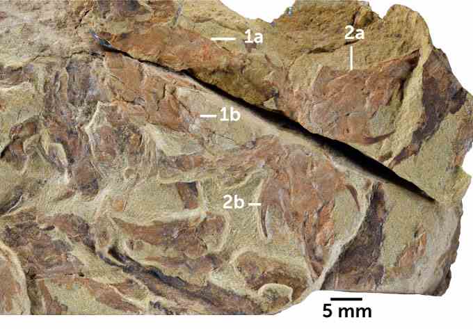 eine Felsplatte mit Fossilien eines uralten Hai- und Rochenverwandten und eines Fischs mit gepanzerten Kiefern, der mit Etiketten versehen ist, die die Fundorte der Fossilien anzeigen