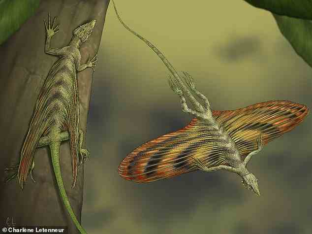 Coelurosauravus elivensis hat sich von seinen Vorfahren entwickelt, um ein Patagium – eine flügelähnliche Membran auf jeder Seite – wachsen zu lassen, damit es durch die Luft gleiten kann