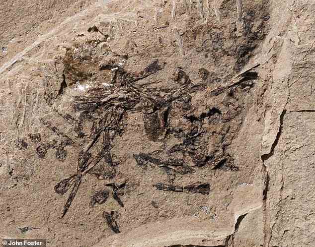 Paläontologen in Utah waren überrascht, als sie einen versteinerten Haufen kleiner Knochen in der Morrison-Formation in Utah entdeckten