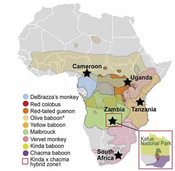 Eine Karte von Affen-Arterivirus-Infektionen