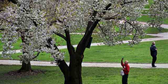 A person takes a photo of a blooming tree on Boston Common in Boston on April 27, 2022. William Blaxton planted America's first apple orchard along what is now Boston Common. It became America's first public park in 1634, just before Blaxton left for Rhode Island.