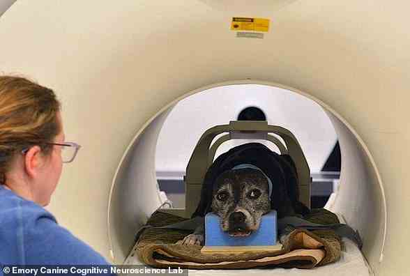 Das Gehirn von Studienhunden an der Emory University in Georgia, USA, wurde von einem MRT-Gerät gescannt, während sie sich ein halbstündiges Video mit anregenden Inhalten ansahen.  Im Bild: Daisy nimmt ihren Platz im fMRI-Scanner ein.  Ihre Ohren sind zugeklebt, um Ohrstöpsel zu halten, die das Geräusch der Maschine dämpfen