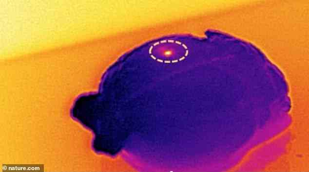 Die Nanopartikel erzeugen Wärme, um den Hirntumor abzutöten.  Hier ist ein aktivierter Chip, der in eine Maus implantiert ist
