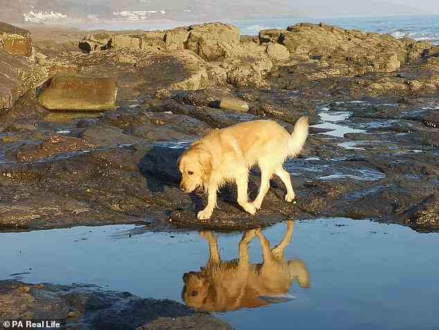 Währenddessen begleitet sein Hund Llew Craig und seine Gruppen oft auf der Suche nach der perfekten Mahlzeit an der Küste